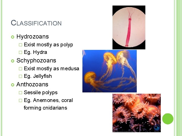 CLASSIFICATION Hydrozoans � Exist mostly as polyp � Eg. Hydra Schyphozoans � Exist mostly