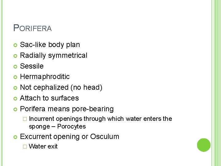 PORIFERA Sac-like body plan Radially symmetrical Sessile Hermaphroditic Not cephalized (no head) Attach to