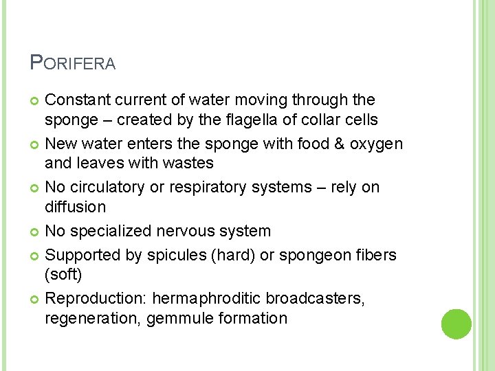 PORIFERA Constant current of water moving through the sponge – created by the flagella