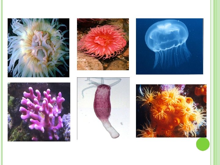 PHYLUM: CNIDARIA 