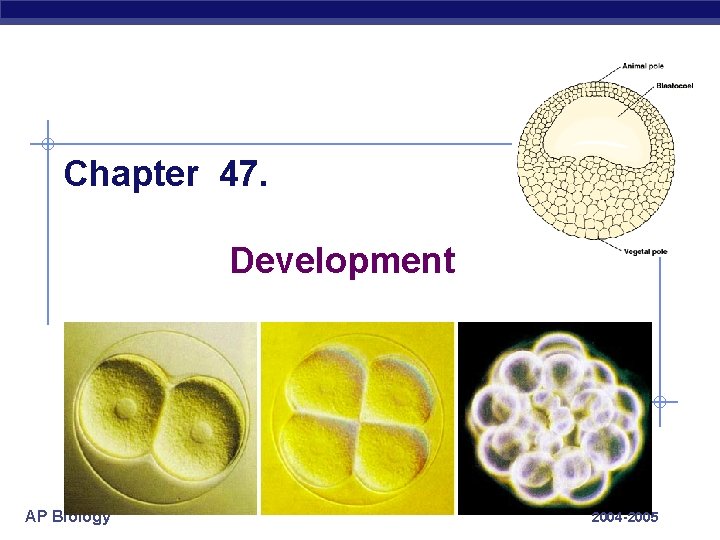 Chapter 47. Development AP Biology 2004 -2005 