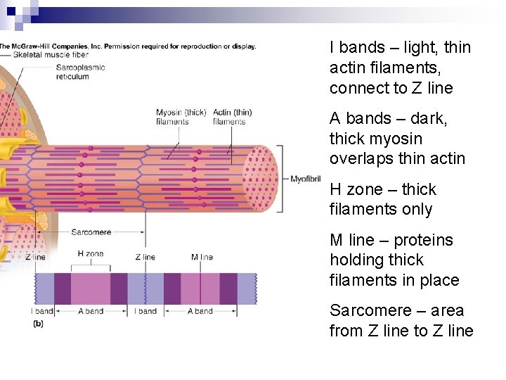 I bands – light, thin actin filaments, connect to Z line A bands –