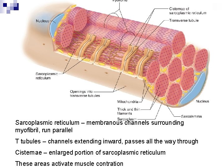 Sarcoplasmic reticulum – membranous channels surrounding myofibril, run parallel T tubules – channels extending