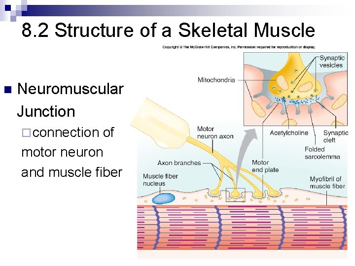 8. 2 Structure of a Skeletal Muscle n Neuromuscular Junction ¨ connection of motor