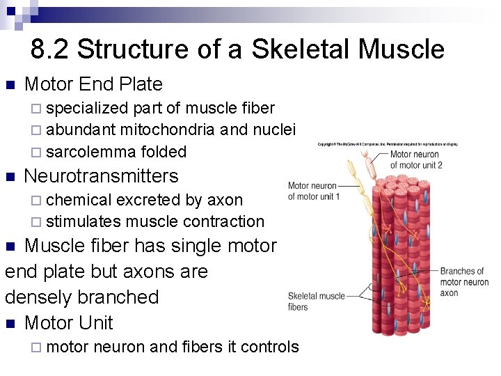 8. 2 Structure of a Skeletal Muscle n Motor End Plate ¨ specialized part