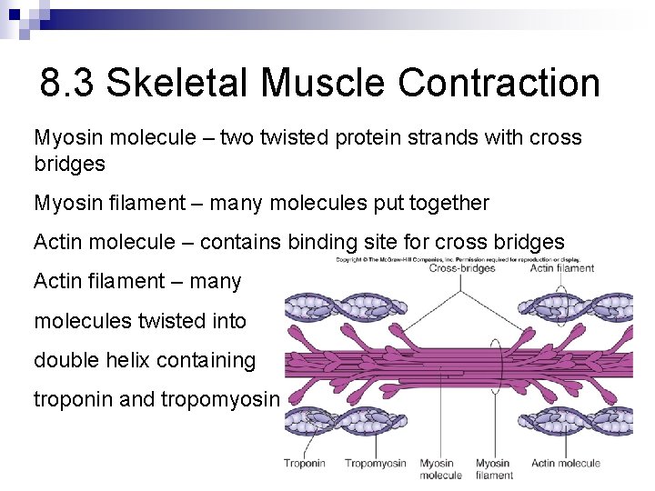 8. 3 Skeletal Muscle Contraction Myosin molecule – two twisted protein strands with cross