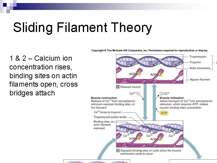 Sliding Filament Theory 1 & 2 – Calcium ion concentration rises, binding sites on