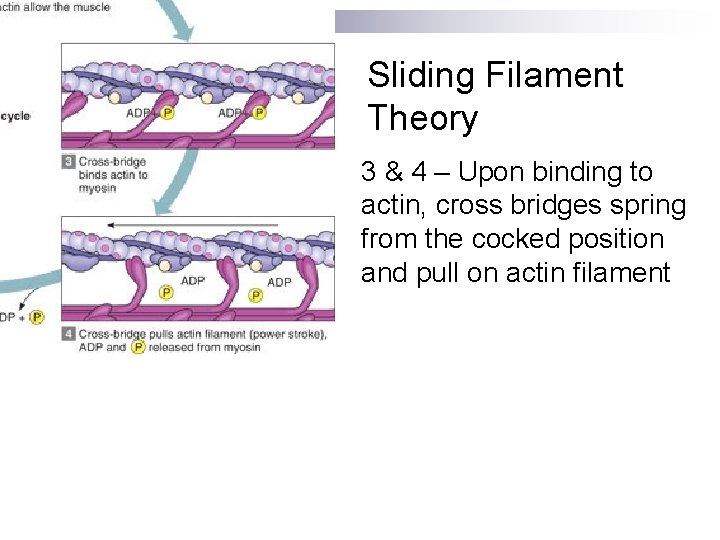 Sliding Filament Theory 3 & 4 – Upon binding to actin, cross bridges spring