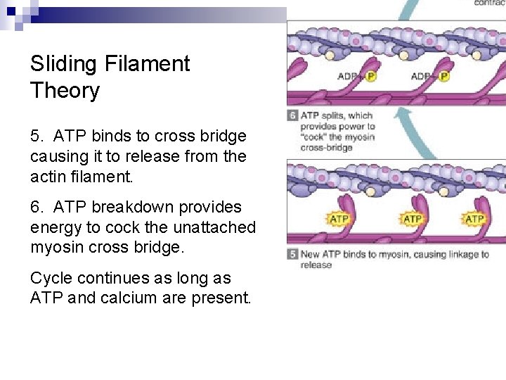 Sliding Filament Theory 5. ATP binds to cross bridge causing it to release from
