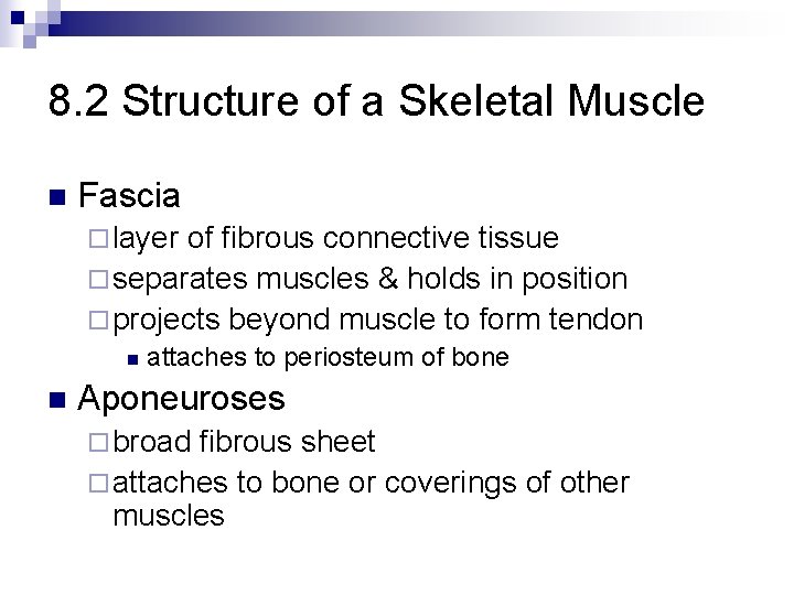 8. 2 Structure of a Skeletal Muscle n Fascia ¨ layer of fibrous connective