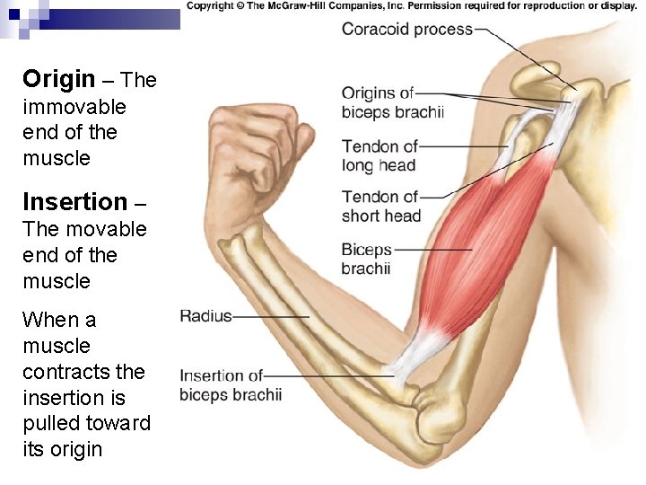 Origin – The immovable end of the muscle Insertion – The movable end of