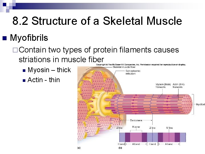 8. 2 Structure of a Skeletal Muscle n Myofibrils ¨ Contain two types of