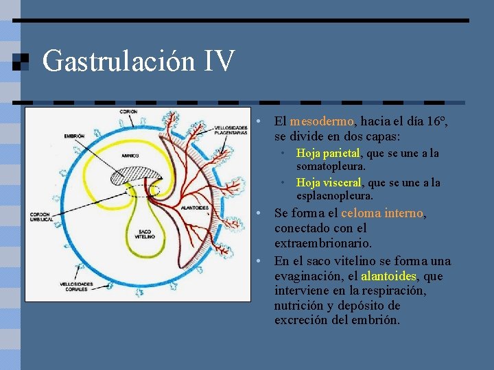 Gastrulación IV • El mesodermo, hacia el día 16º, se divide en dos capas:
