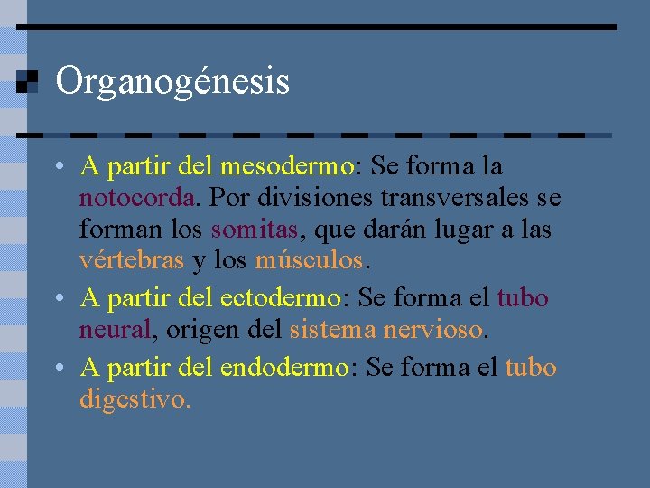 Organogénesis • A partir del mesodermo: Se forma la notocorda. Por divisiones transversales se