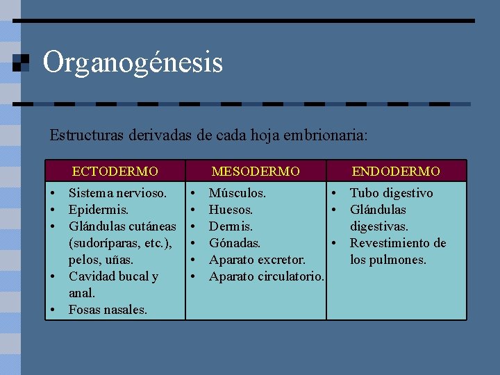 Organogénesis Estructuras derivadas de cada hoja embrionaria: ECTODERMO • Sistema nervioso. • Epidermis. •
