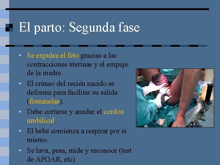 El parto: Segunda fase • Se expulsa el feto gracias a las contracciones uterinas