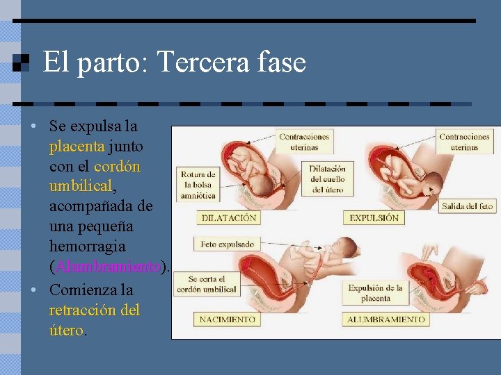 El parto: Tercera fase • Se expulsa la placenta junto con el cordón umbilical,
