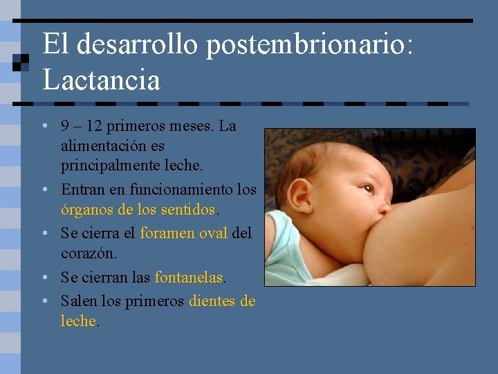 El desarrollo postembrionario: Lactancia • 9 – 12 primeros meses. La alimentación es principalmente