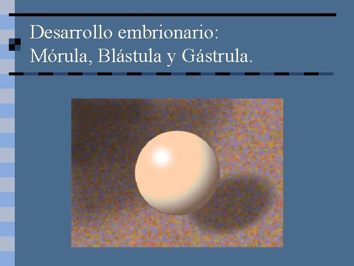 Desarrollo embrionario: Mórula, Blástula y Gástrula. 