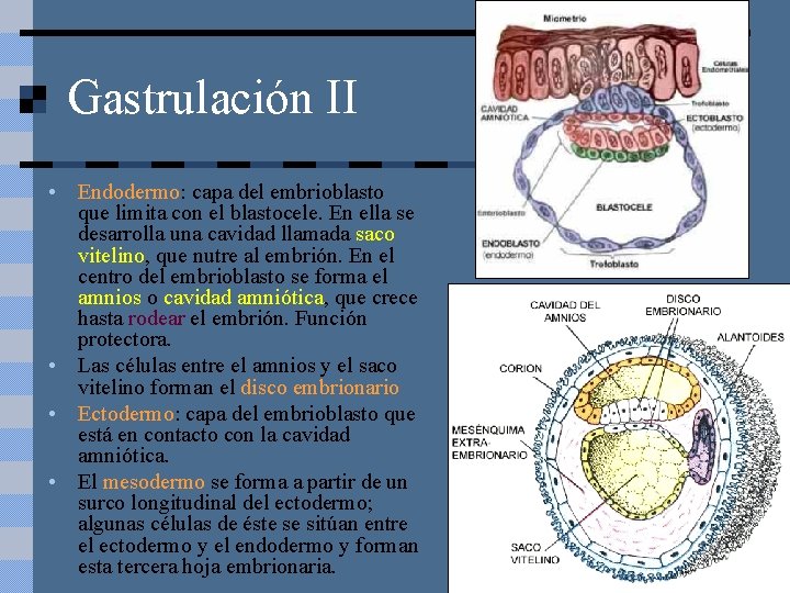 Gastrulación II • Endodermo: capa del embrioblasto que limita con el blastocele. En ella
