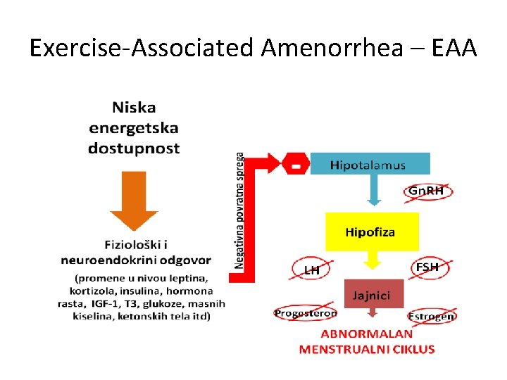 Exercise-Associated Amenorrhea – EAA 