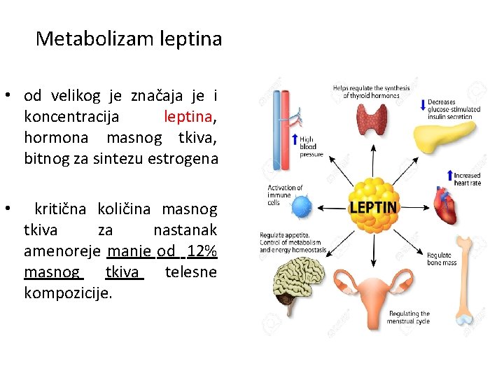Metabolizam leptina • od velikog je značaja je i koncentracija leptina, hormona masnog tkiva,