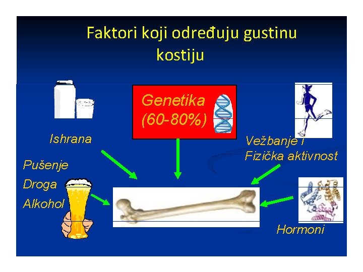 Faktori koji određuju gustinu kostiju Genetika (60 -80%) Ishrana Pušenje Vežbanje i Fizička aktivnost