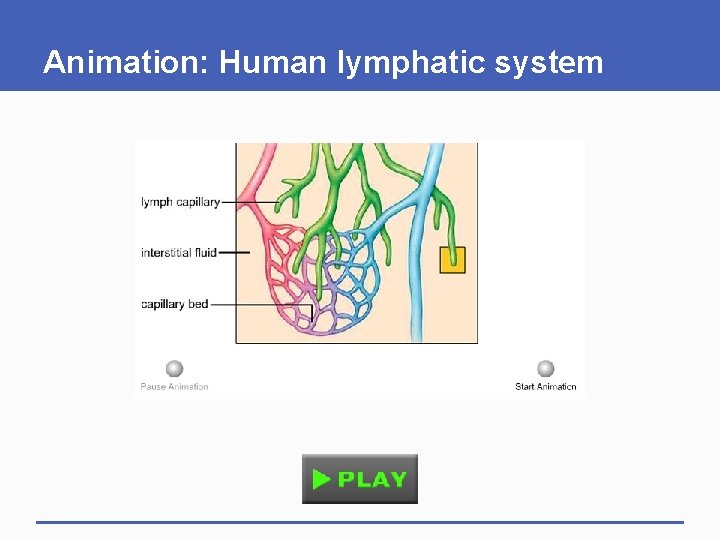Animation: Human lymphatic system Animation: Human lymphatic system