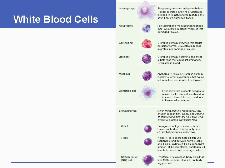 White Blood Cells White Blood Cells