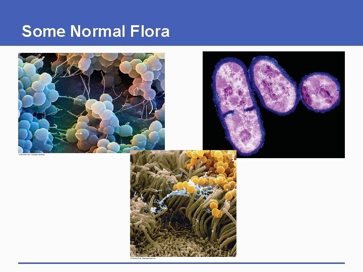 Some Normal Flora Some Normal Flora
