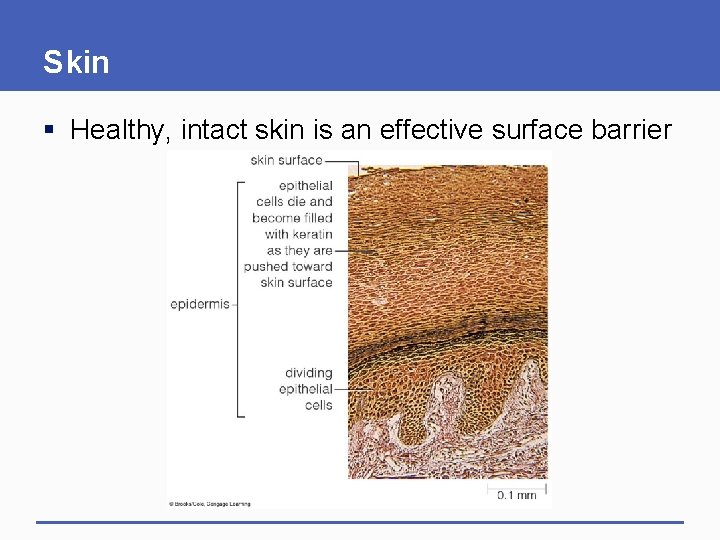 Skin § Healthy, intact skin is an effective surface barrier Skin § Healthy, intact skin is an effective surface barrier