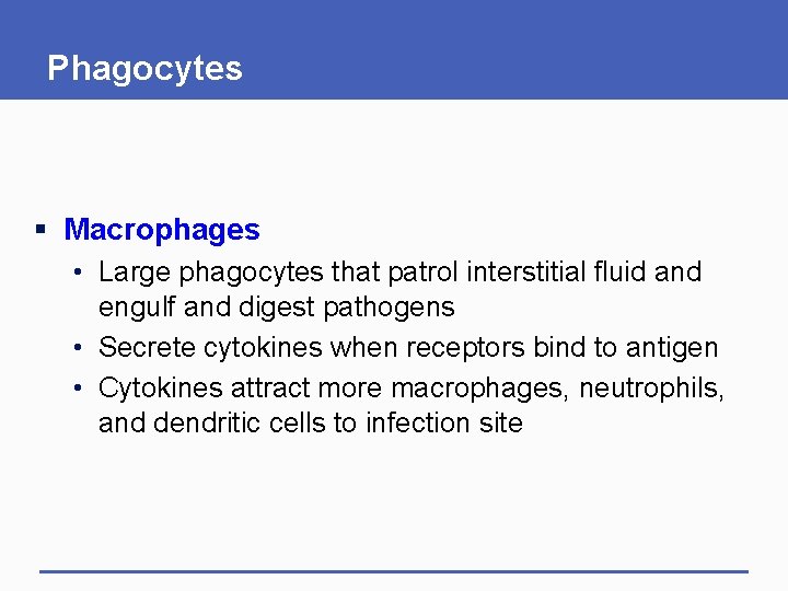Phagocytes § Macrophages • Large phagocytes that patrol interstitial fluid and engulf and digest Phagocytes § Macrophages • Large phagocytes that patrol interstitial fluid and engulf and digest