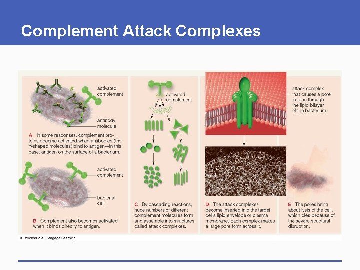 Complement Attack Complexes Complement Attack Complexes