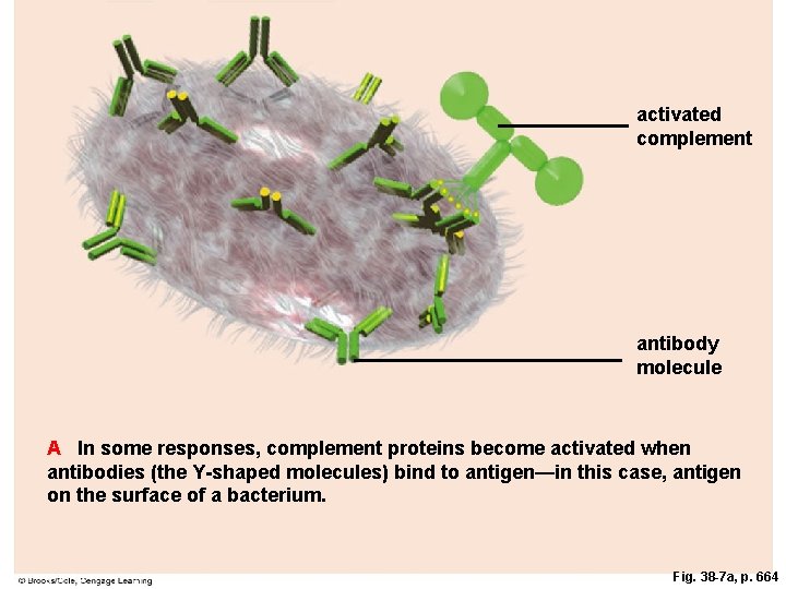 activated complement antibody molecule A In some responses, complement proteins become activated when antibodies activated complement antibody molecule A In some responses, complement proteins become activated when antibodies
