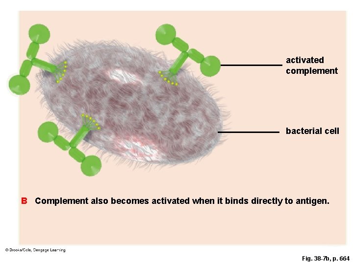 activated complement bacterial cell B Complement also becomes activated when it binds directly to activated complement bacterial cell B Complement also becomes activated when it binds directly to