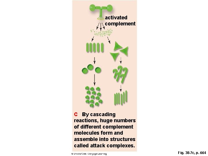 activated complement C By cascading reactions, huge numbers of different complement molecules form and activated complement C By cascading reactions, huge numbers of different complement molecules form and
