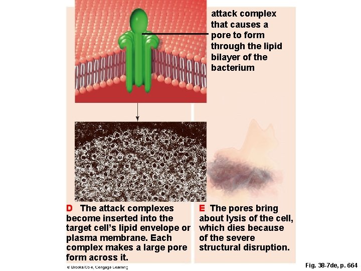 attack complex that causes a pore to form through the lipid bilayer of the attack complex that causes a pore to form through the lipid bilayer of the