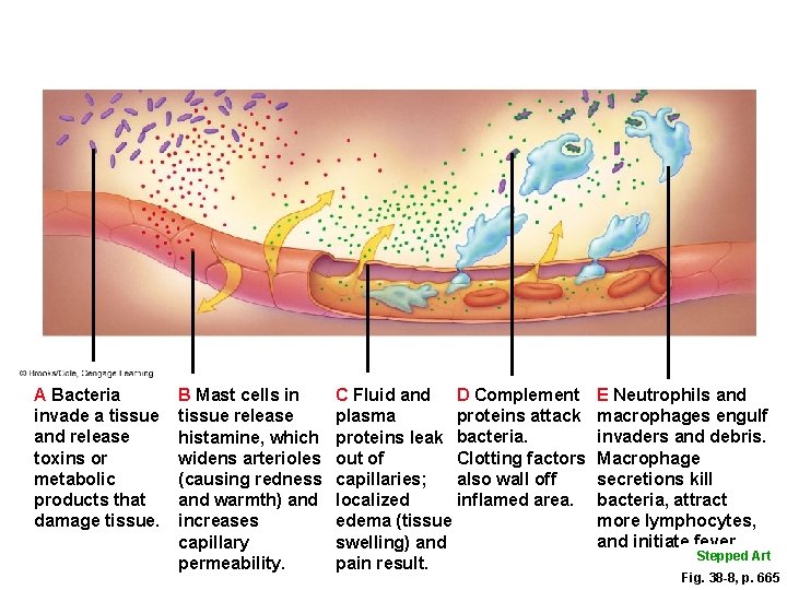 A Bacteria invade a tissue and release toxins or metabolic products that damage tissue. A Bacteria invade a tissue and release toxins or metabolic products that damage tissue.