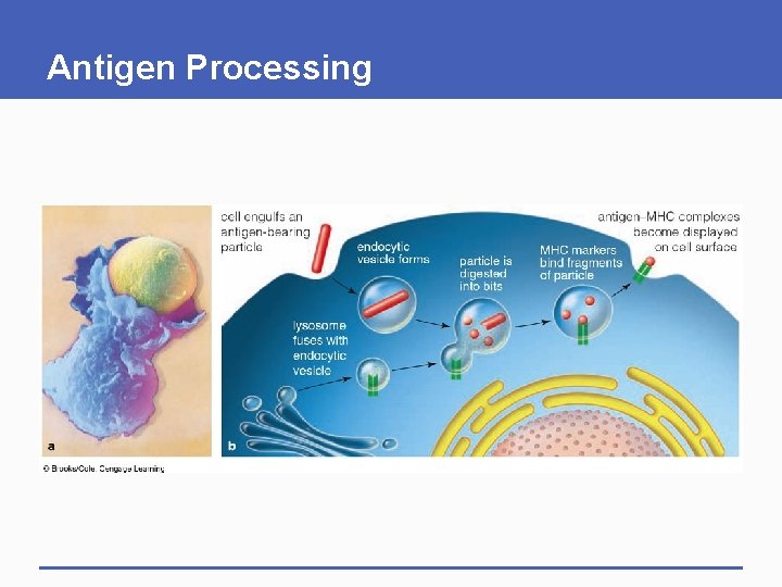 Antigen Processing Antigen Processing