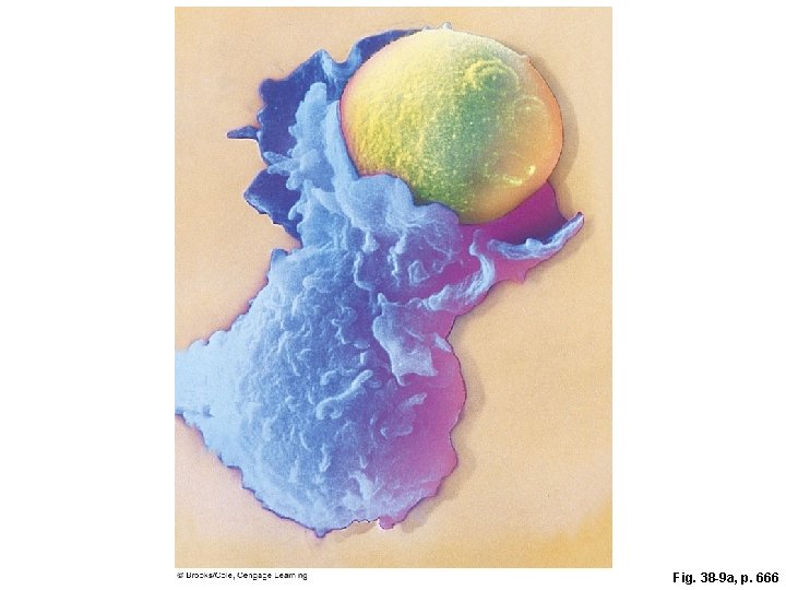 Fig. 38 -9 a, p. 666 Fig. 38 -9 a, p. 666