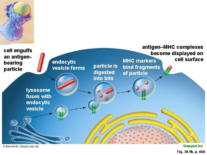cell engulfs an antigenbearing particle endocytic vesicle forms antigen–MHC complexes become displayed on cell cell engulfs an antigenbearing particle endocytic vesicle forms antigen–MHC complexes become displayed on cell