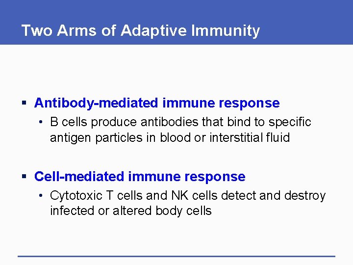 Two Arms of Adaptive Immunity § Antibody-mediated immune response • B cells produce antibodies Two Arms of Adaptive Immunity § Antibody-mediated immune response • B cells produce antibodies