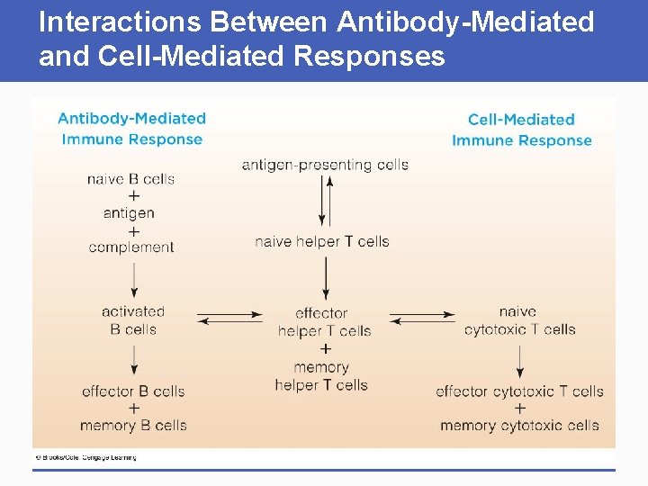 Interactions Between Antibody-Mediated and Cell-Mediated Responses Interactions Between Antibody-Mediated and Cell-Mediated Responses
