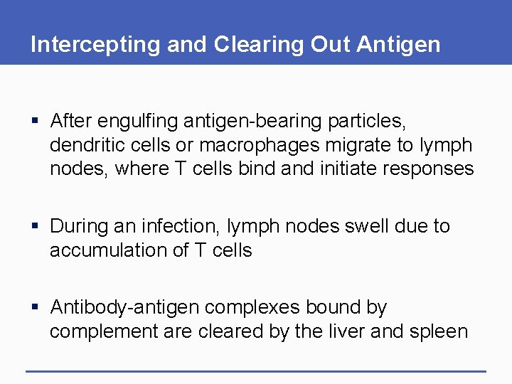 Intercepting and Clearing Out Antigen § After engulfing antigen-bearing particles, dendritic cells or macrophages Intercepting and Clearing Out Antigen § After engulfing antigen-bearing particles, dendritic cells or macrophages