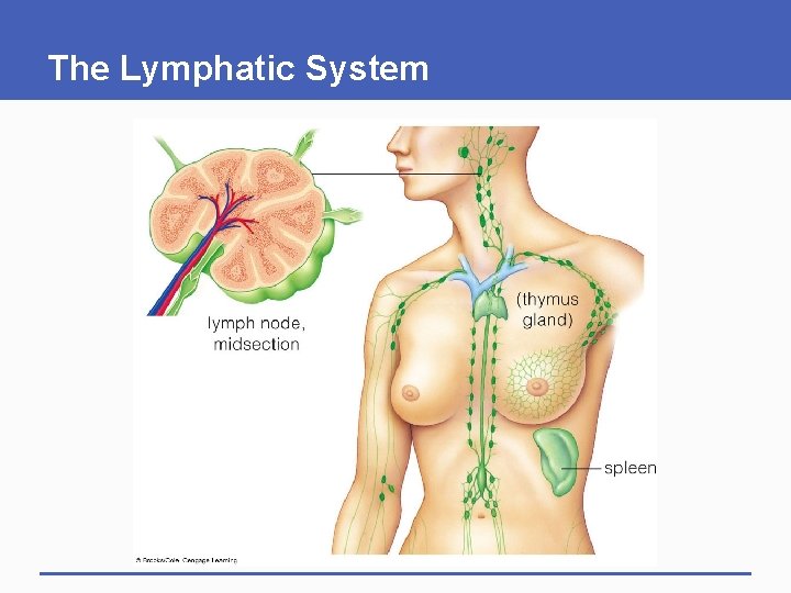 The Lymphatic System The Lymphatic System
