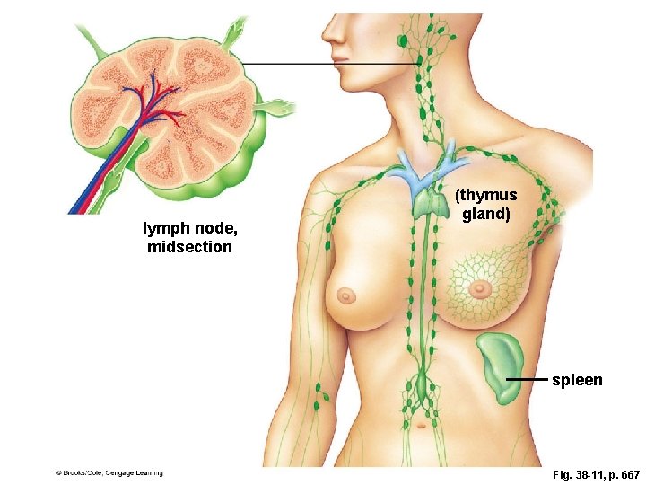 lymph node, midsection (thymus gland) spleen Fig. 38 -11, p. 667 lymph node, midsection (thymus gland) spleen Fig. 38 -11, p. 667