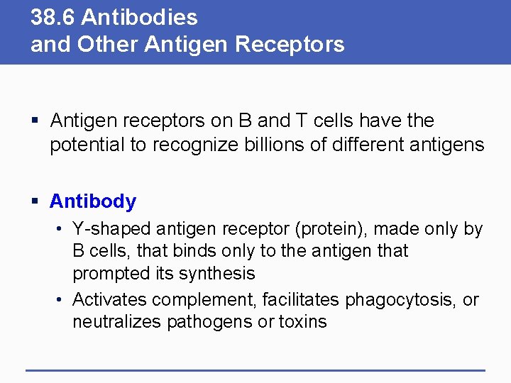 38. 6 Antibodies and Other Antigen Receptors § Antigen receptors on B and T 38. 6 Antibodies and Other Antigen Receptors § Antigen receptors on B and T