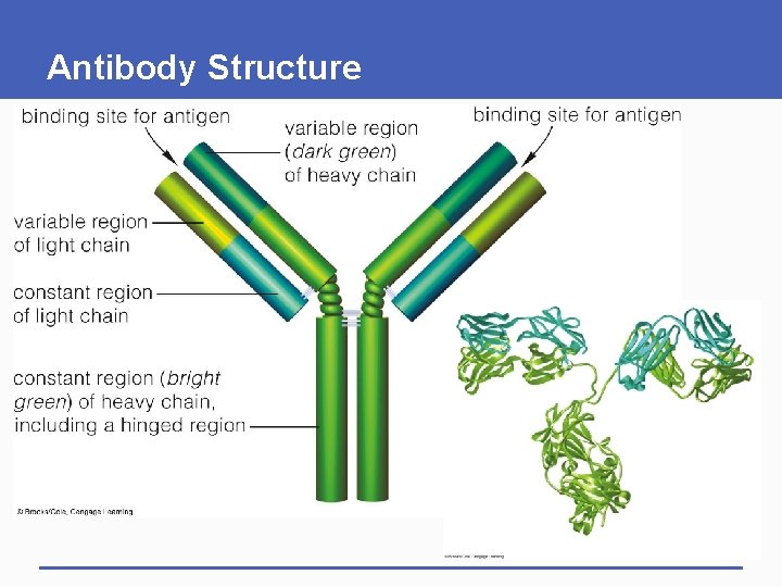 Antibody Structure Antibody Structure