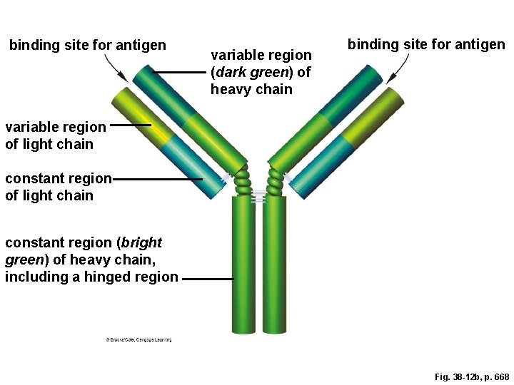 binding site for antigen variable region (dark green) of heavy chain binding site for binding site for antigen variable region (dark green) of heavy chain binding site for