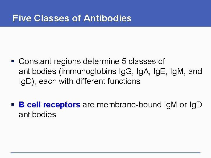 Five Classes of Antibodies § Constant regions determine 5 classes of antibodies (immunoglobins Ig. Five Classes of Antibodies § Constant regions determine 5 classes of antibodies (immunoglobins Ig.